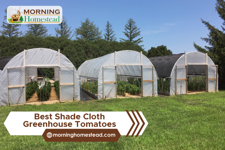 Best-Shade-Cloth-Greenhouse-Tomatoes