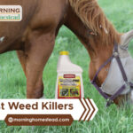 Best-Weed-Killers