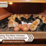 Choosing-The-Best-Chicken-Incubator-For-Your-Homestead