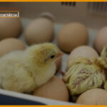 Choosing The Best Chicken Incubator For Your Homestead