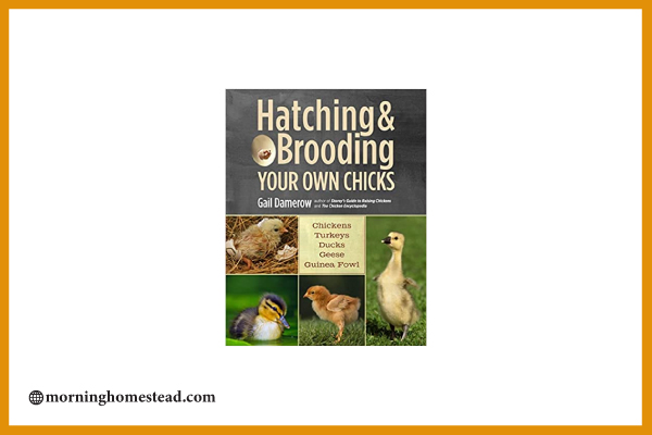 Hatching-&-Brooding-Your-Own-Chicks-Chickens-Turkeys-Ducks-Geese-Guinea-Fowl