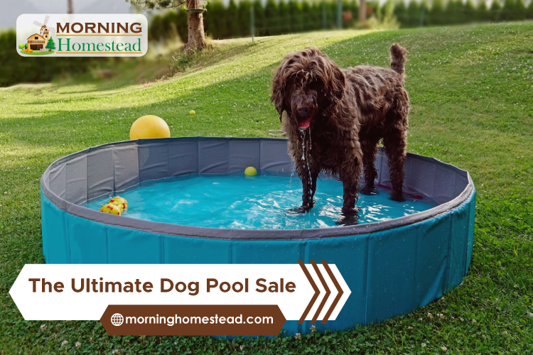 The-Ultimate-Dog-Pool-Sale