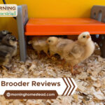 Best-Brooder-Reviews