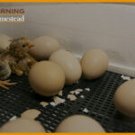 How To Incubate Chicken Eggs For Your Homestead