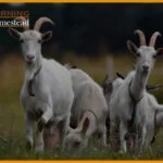 How To Raise Goats (The Ultimate Beginners Guide)