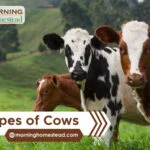 Types of Cows: A Dairy Delight