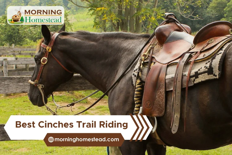 What Are The 5 Best Cinches For Trail Riding And Why?