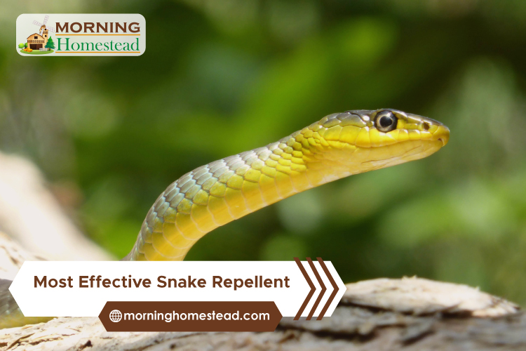 Most Effective Snake Repellent For Yards: 2023 Reviews And Guide