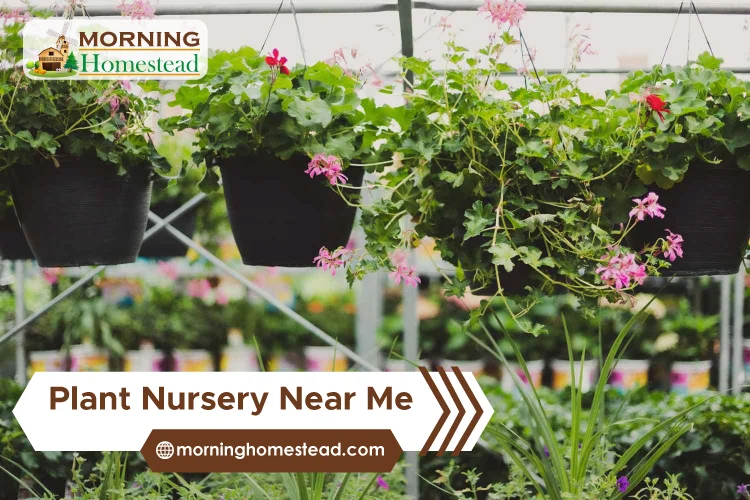 Plant Nursery Near Me: Find The Best Tree Nursery Near You (2023)