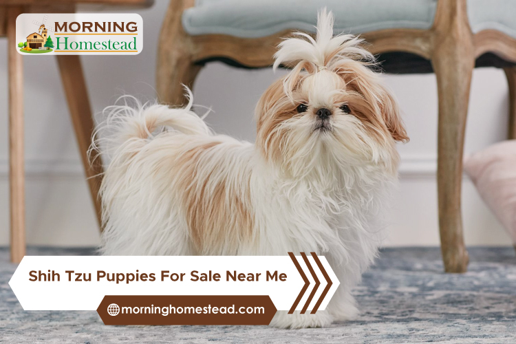 Shih Tzu Puppies For Sale Near Me: Find The Best Places To Buy Near You
