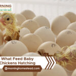 What-Feed-Baby-Chickens-Hatching