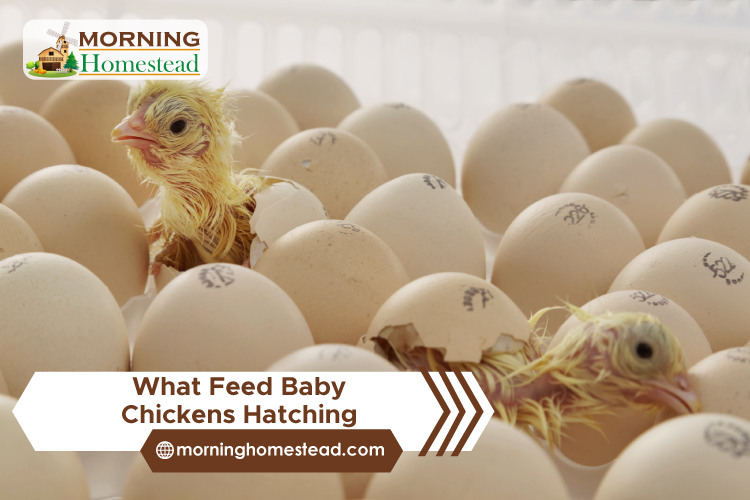 What To Feed Baby Chickens After Hatching? What Do Baby Chickens Eat?