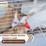 Which-Rabbit-Water-Bottle-Doesn't-Leak