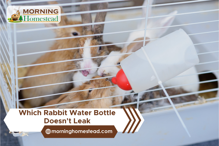 Which-Rabbit-Water-Bottle-Doesn't-Leak