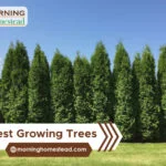 Fastest-Growing-Trees