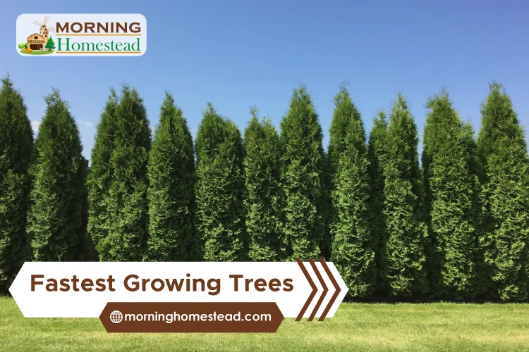 Fastest Growing Trees For Your Garden