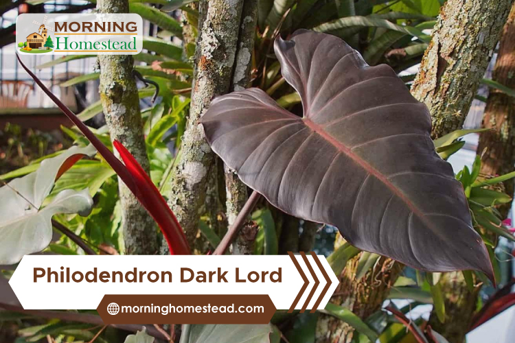 Philodendron-Dark-Lord