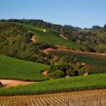 A picturesque vineyard in Napa Valley, one of California’s top agricultural regions