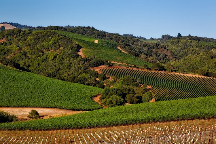 A picturesque vineyard in Napa Valley, one of California’s top agricultural regions