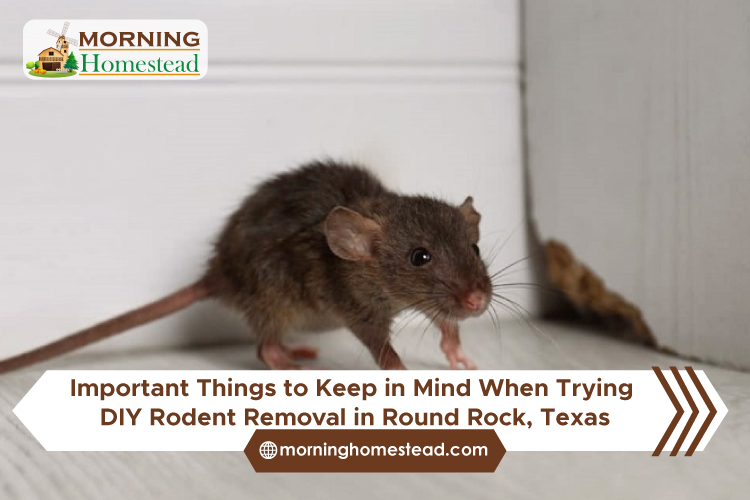 Important Things to Keep in Mind When Trying DIY Rodent Removal in Round Rock, Texas