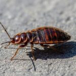 Bed Bugs