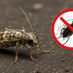 Pointe Pest Control