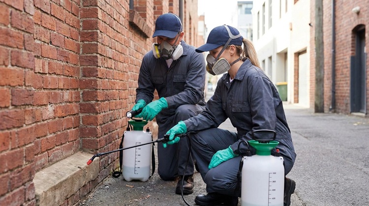 How Professional Pest Control Differs from DIY In St. Louis